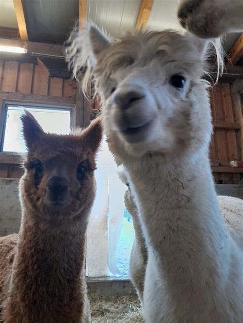 Alpaka Erlebnisse für Familien • Feriendorf am Maltschacher See