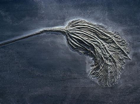 Crinoid - Alchetron, The Free Social Encyclopedia