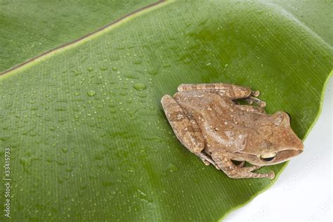 Top view frog, top view tree frog showing skin texture. Stock Photo | Adobe Stock