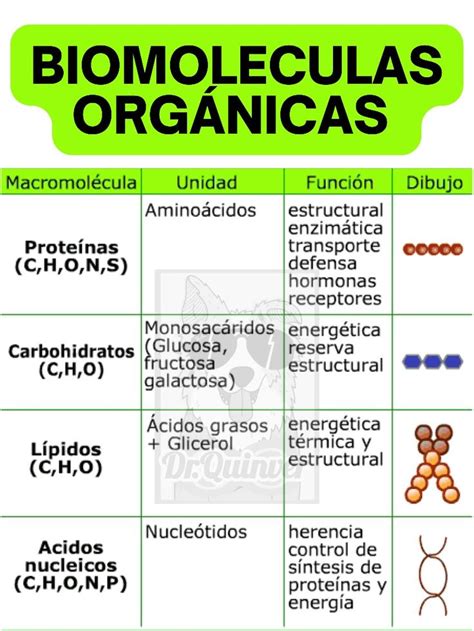 Biomoléculas Orgánicas Enseñanza de química Notas de biología