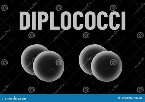 Diplococci Bacteria Monochrome Vector Illustration On Black Background ...