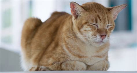 Mini Course: Recognizing Symptoms of Pain in Cats | Pet Sitters