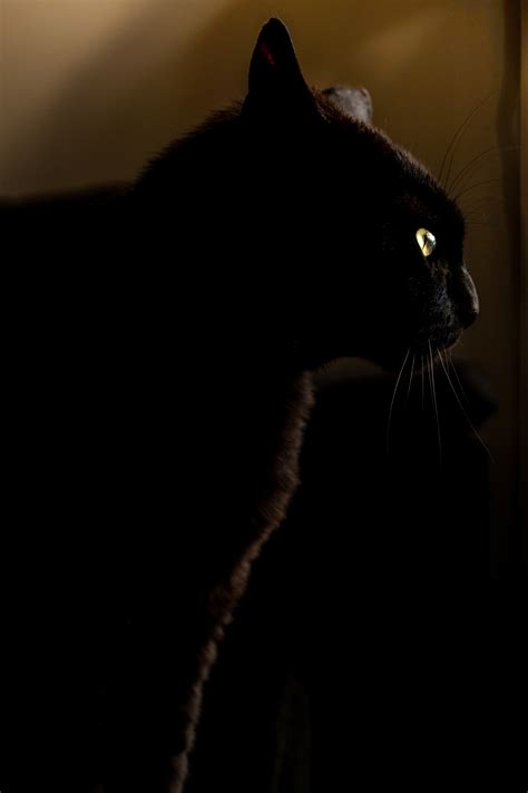 Black Cat Free Stock Photo Public Domain Pictures