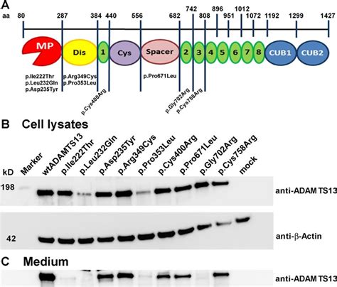 Location Of Adamts Mutations In The Protein And Variant Expression