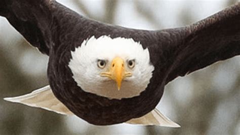 Images Stunning Pair Of Bald Eagles Take Flight Mass Nbc Boston