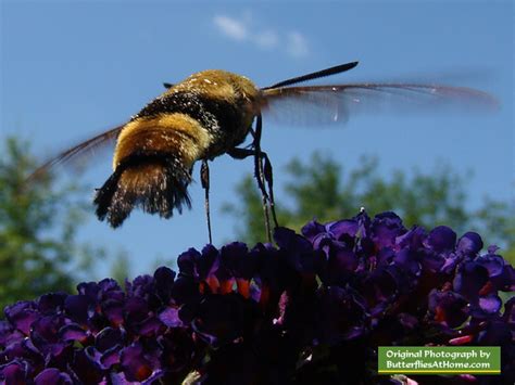 Hummingbird Moth, description, identification, characteristics, size ...