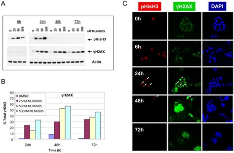 Plk Inhibition Leads To Transient Mitotic Arrest Followed By Dna