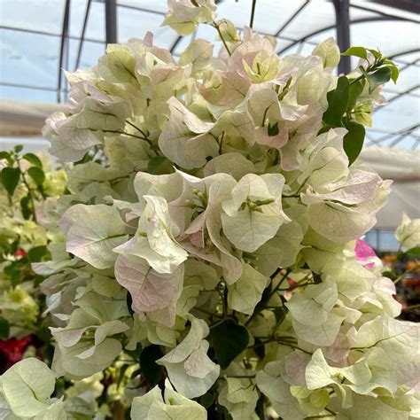 Bougainvillea X Buttiana Jamaica White Bouganvillea Buganvillea