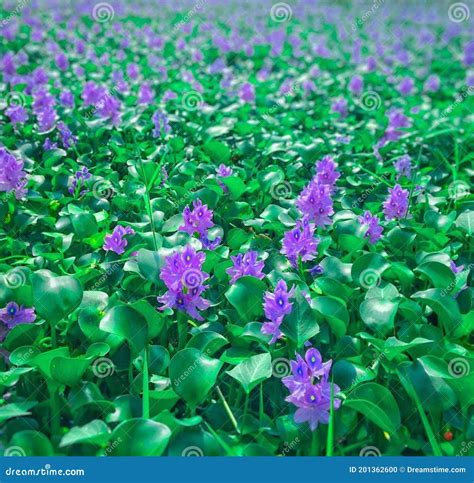 Purple Duckweed Flowers Stock Photo Image Of Duckweed 201362600