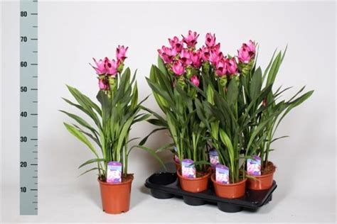 Куркума в саксия - Магазинът за Цветя - sunflower-bg.com