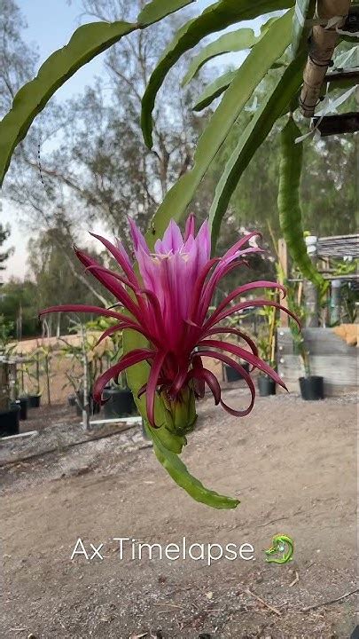 Ax Dragon Fruit Bloom Timelapse Youtube