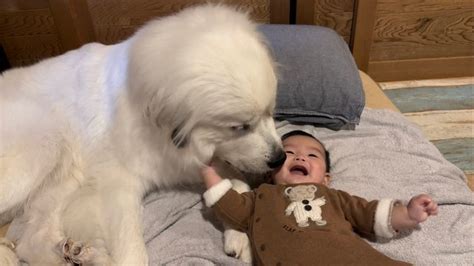 赤ちゃん「かまって〜」犬さん「はいはい」幸せすぎる光景に「愛おしい」「優しいお姉さんですね」｜まいどなニュース