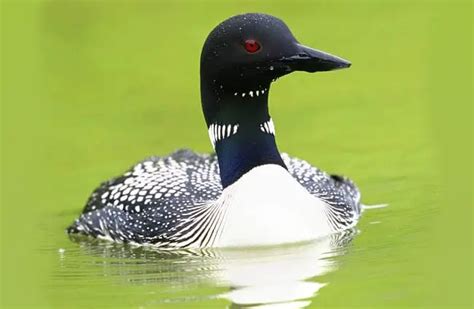 Loon - Description, Habitat, Image, Diet, and Interesting Facts