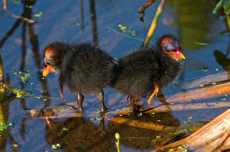 Common Gallinule | Audubon Field Guide