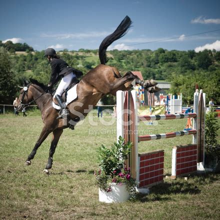 show jumping stock photo royalty  images freeimages