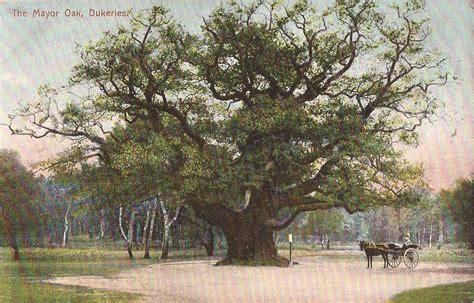 Mayor Oak One Of The Oldest Trees In England Tree Photography Tree