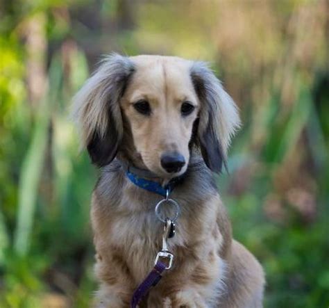 Shaded Cream Miniature Long Haired Dachshund Off