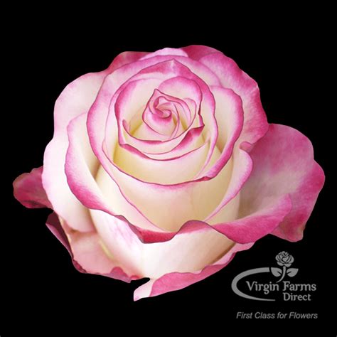 Sweetness Rose - Virgin Farms - High Quality Roses