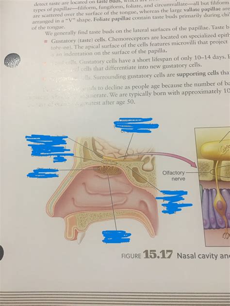 Nasal Cavity And Olfactory Epithelium Diagram Quizlet