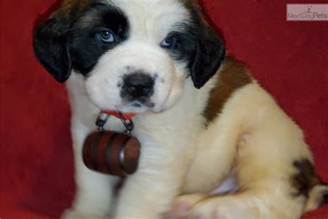 Akc Diva Saint Bernard St Bernard Puppy For Sale Near Fairbanks