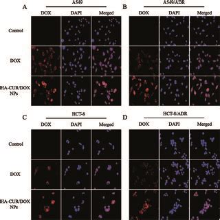 Fluorescence Microscopy Images Of DOX And HACUR DOX NPs After