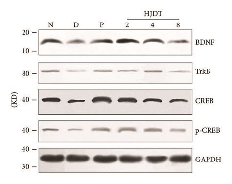 Effect Of HJDT On The BDNF TrkB And PCREB CREB Expression In The