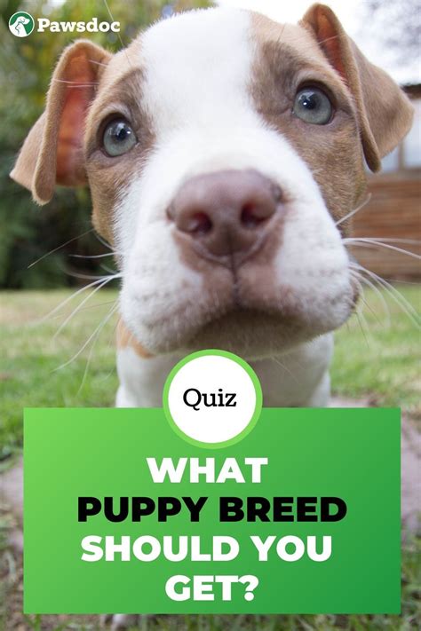 Should I Get A Puppy Quiz Awedhu