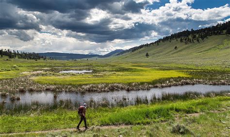 Shoshone National Forest - Grizzly bear conservation and protection