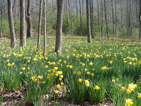 Naturalizing Daffodils In Gardens Naturalized Planting Of Daffodils