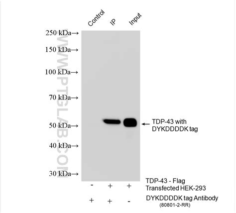 Dykddddk Tag Antibody Rr Proteintech