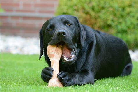 A Guide to Feeding Your Dog Bones - The Raw Dog Food Co