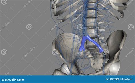 The Common Iliac Vein Is Formed By The Unification Of The Internal And