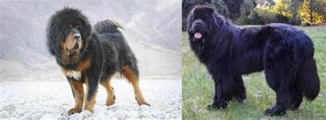 tibetan mastiff  newfoundland dog breed comparison