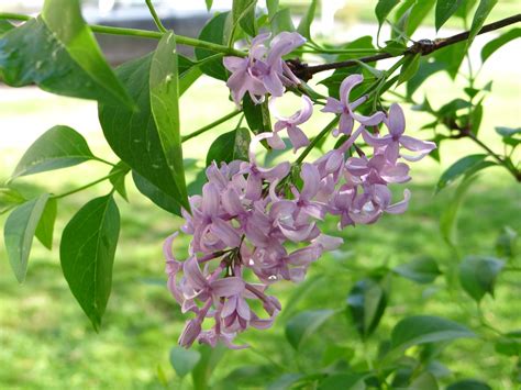 Lavender Lilac | Plants, Lilac, Garden