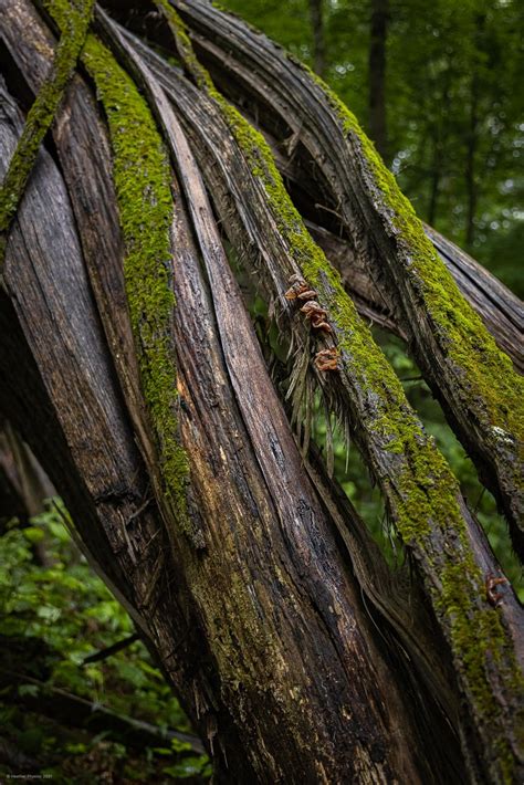 Tree Fungus Identification? : r/fungus