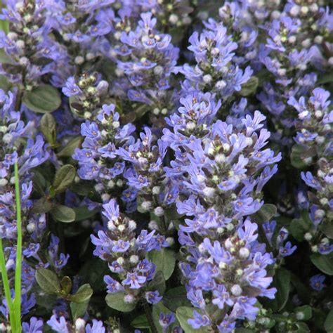 Shop Ajuga Perennials - Bugleweed | American Meadows