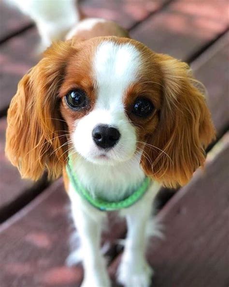 Teacup King Charles Spaniel Info Pictures Traits And Facts