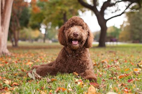 Cane Labradoodle Carattere Alimentazione Caratteristiche Della Razza