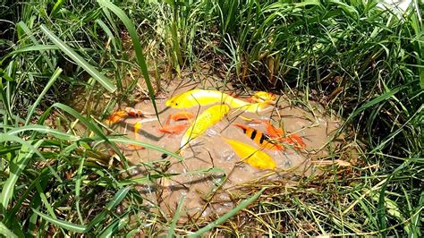 Oh My God Unbelievable This Lake Found Beautiful Japan Koi Blood