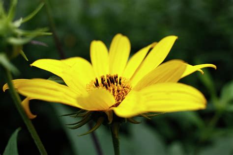 Pale Leaf Woodland Sunflower Brightly Shines August 2023 Photograph