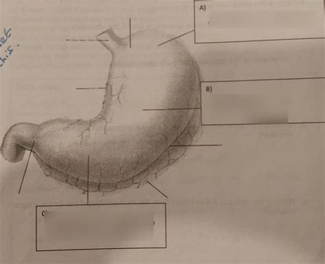 Label The Stomach Diagram Quizlet