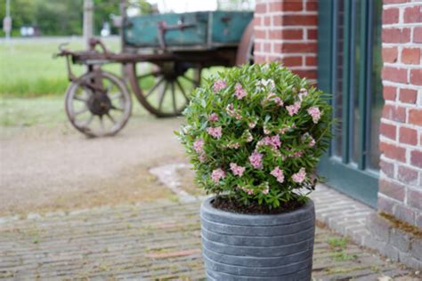 Rhododendron Im K Bel Pflanzen So Geht S