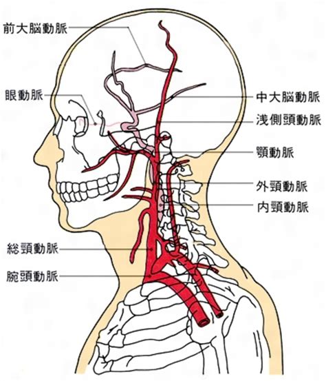 椎骨動脈 Vertebral Artery Japaneseclass Jp