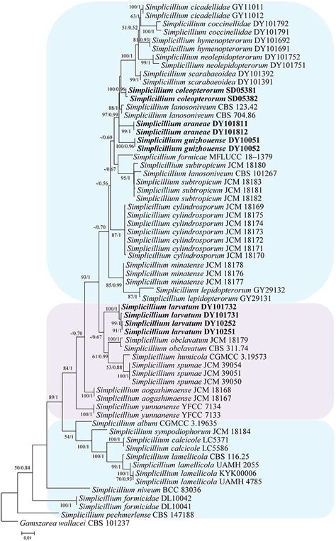 Frontiers Multigene Phylogeny Phylogenetic Network And