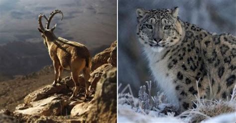 Snow Leopard Chasing Goat