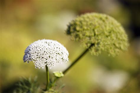 Ammi Visnaga Benefits Side Effects And Preparations