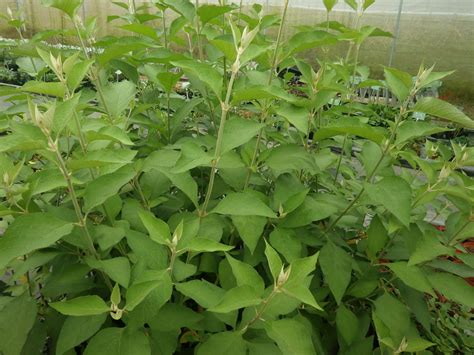 Sage, Wild Costa Rican – The Green Ark Foundation