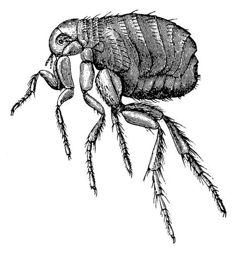 Photo Of Fleas Illustrations Royalty Free Vector Graphics And Clip Art