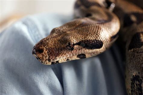 Woman with Boa Constrictor, Closeup View. Exotic Pet Stock Photo ...