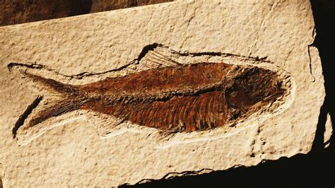 Fish Fossil Absolute Dating Fish Fossil Sedimentary Rocks Beauty